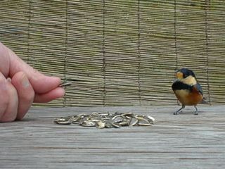 手から餌を貰うヤマガラ