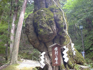 癌封じ瘤木